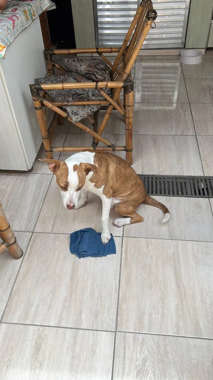 Cachorro ra a Pit-Bull idade 1 ano nome Kiara