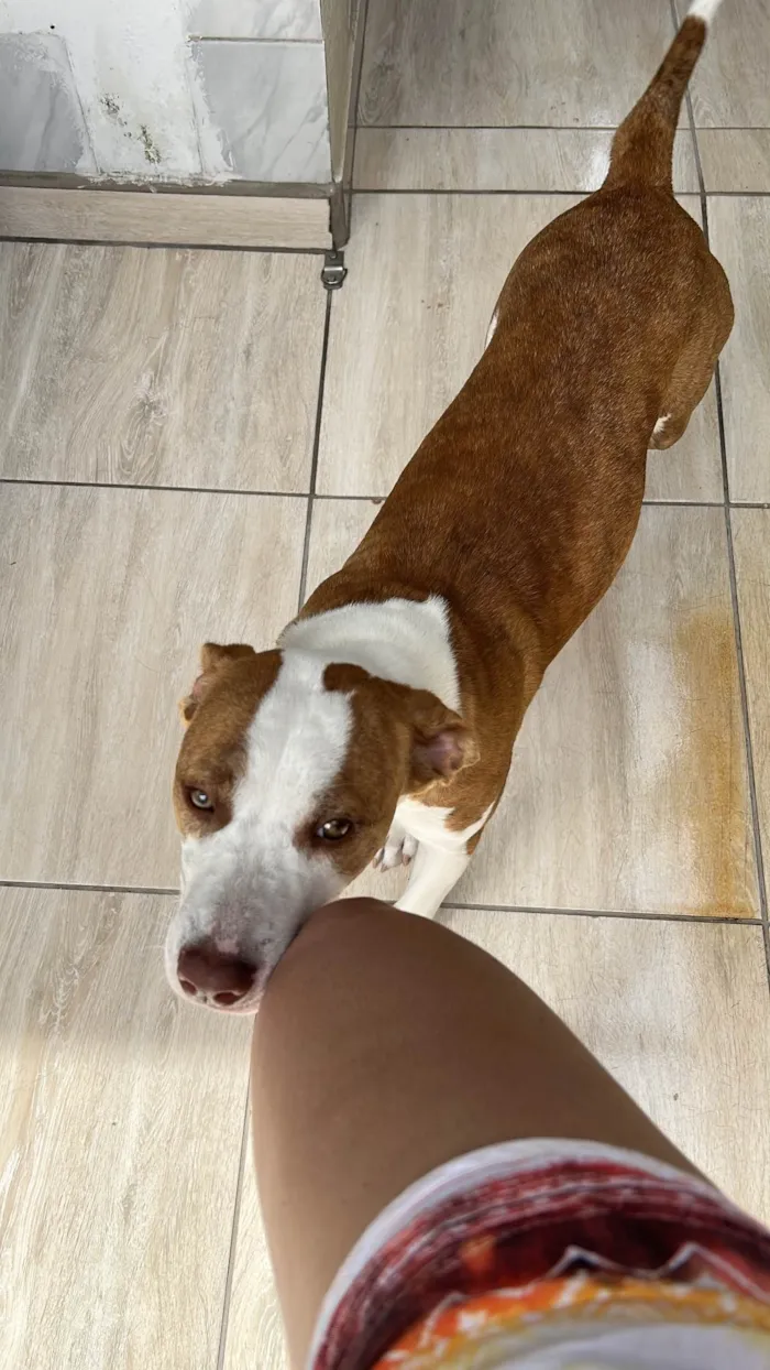 Cachorro ra a Pit-Bull idade 1 ano nome Kiara