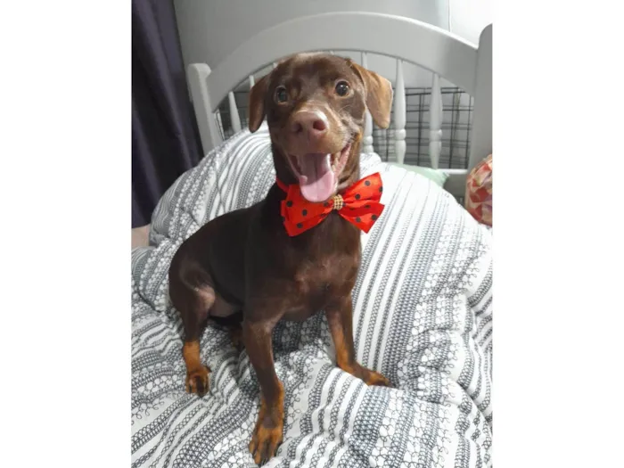 Cachorro ra a Mestiço de basset idade 7 a 11 meses nome Thor