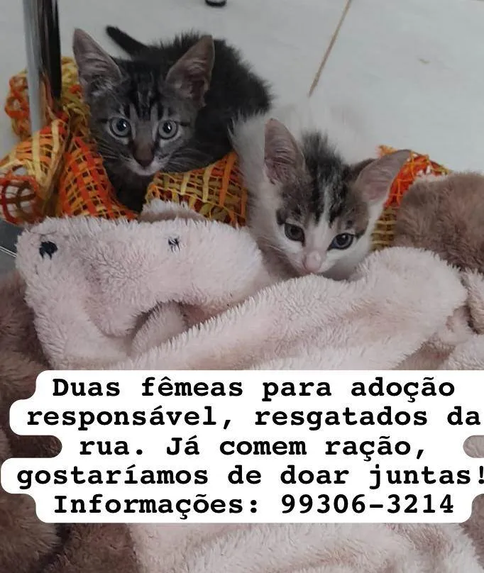 Gato ra a SRD-ViraLata idade Abaixo de 2 meses nome Fofinhas