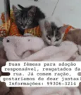 Fofinhas