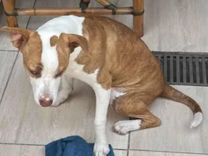 Cachorro raça Pit-Bull idade 1 ano nome Kiara