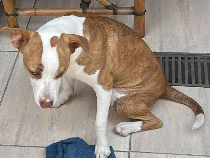 Cachorro ra a Pit-Bull idade 1 ano nome Kiara