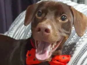 Cachorro raça Mestiço de basset idade 7 a 11 meses nome Thor