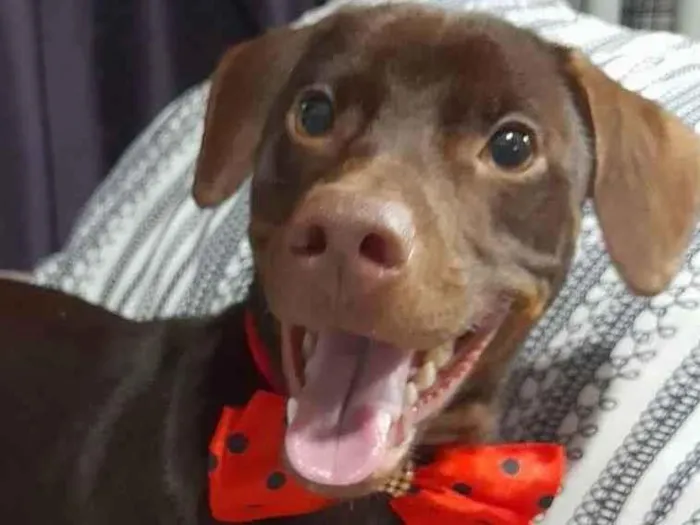 Cachorro ra a Mestiço de basset idade 7 a 11 meses nome Thor