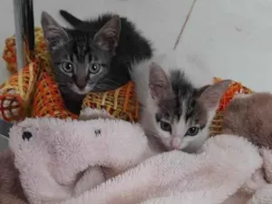 Gato raça SRD-ViraLata idade Abaixo de 2 meses nome Fofinhas