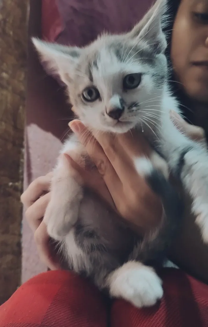 Gato ra a Vira lata idade Abaixo de 2 meses nome Sem nomee 