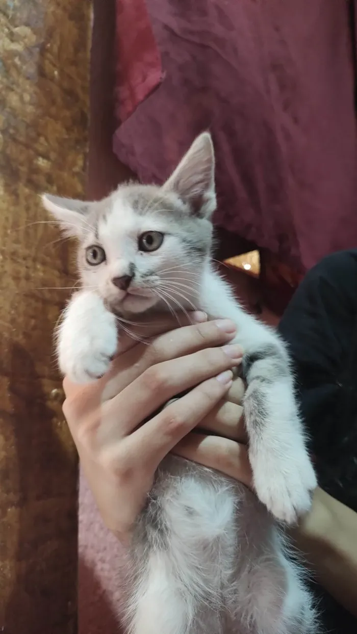 Gato ra a Vira lata idade Abaixo de 2 meses nome Sem nomee 