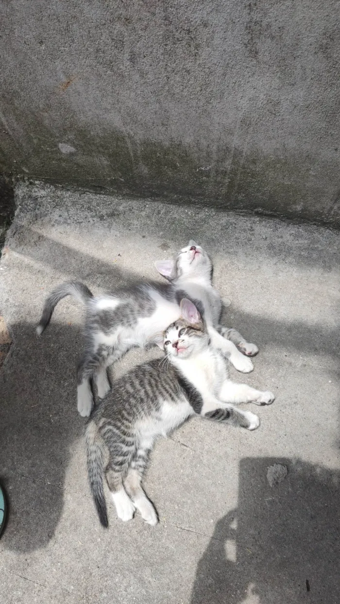 Gato ra a Vira lata idade Abaixo de 2 meses nome Sem nomee 