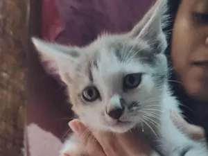 Gato raça Vira lata idade Abaixo de 2 meses nome Sem nomee 
