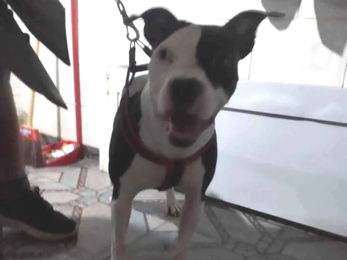 Cachorro ra a Pitbull idade 2 anos nome Hanna