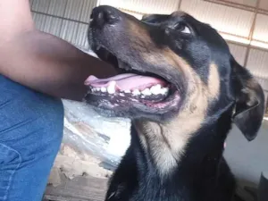 Cachorro raça  idade 2 anos nome Thor