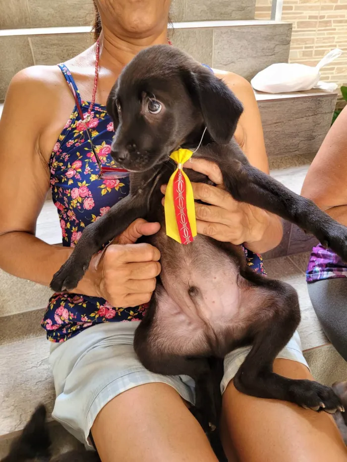 Cachorro ra a SRD-ViraLata idade 2 a 6 meses nome Sem Nome