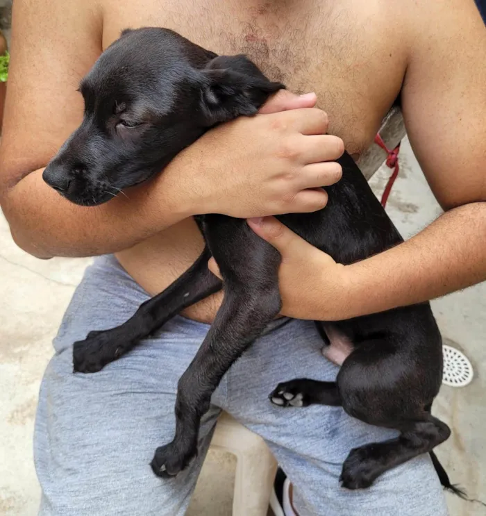 Cachorro ra a SRD-ViraLata idade 2 a 6 meses nome Sem Nome