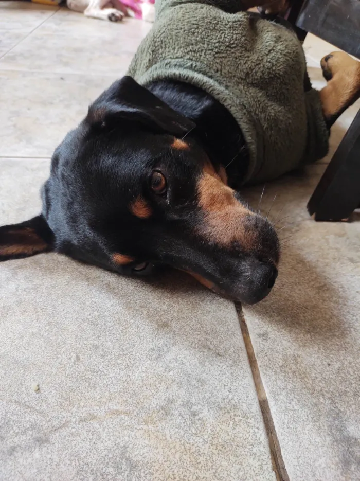 Cachorro ra a Mistura de Basset dachshund com rotviller  idade 4 anos nome Bidu