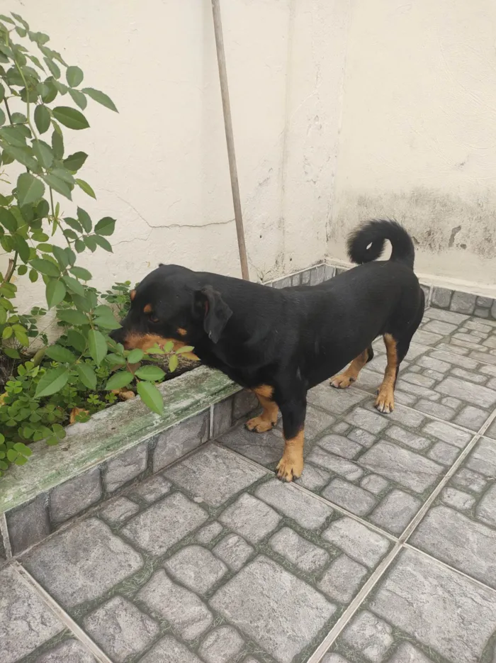 Cachorro ra a Mistura de Basset dachshund com rotviller  idade 4 anos nome Bidu