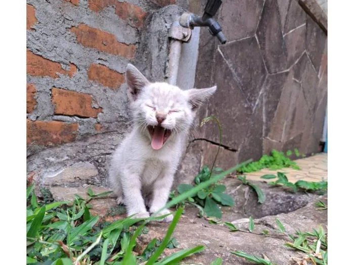 Gato ra a Siamês idade Abaixo de 2 meses nome Gata