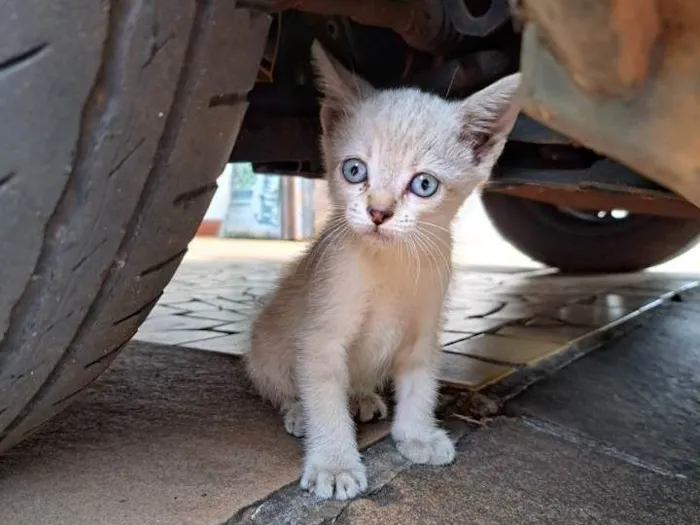 Gato ra a Siamês idade Abaixo de 2 meses nome Gata