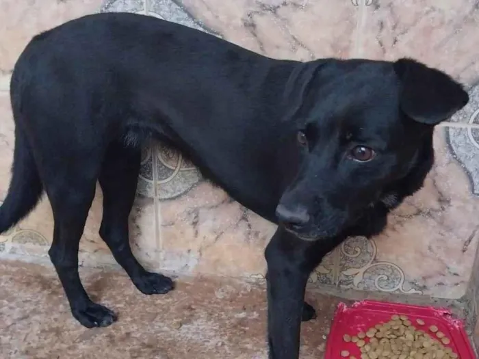 Cachorro ra a SRD-ViraLata idade 5 anos nome NEGUINHA