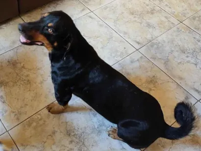 Cachorro raça Mistura de Basset dachshund com rotviller  idade 4 anos nome Bidu