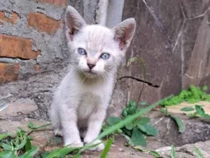 Gato raça Siamês idade Abaixo de 2 meses nome Gata