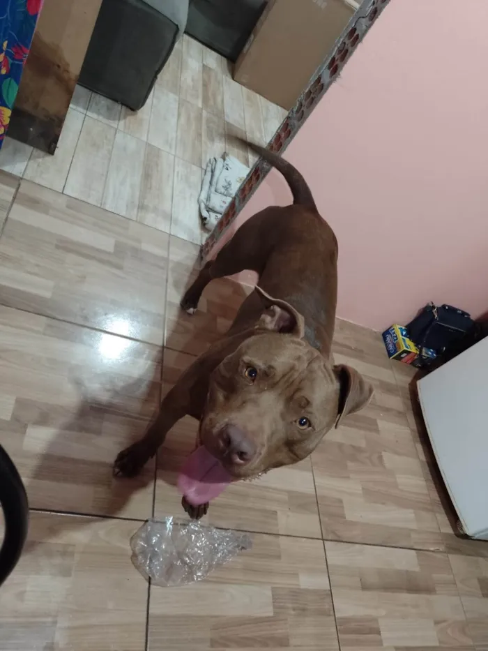 Cachorro ra a Pit-Bull idade 1 ano nome Zeus