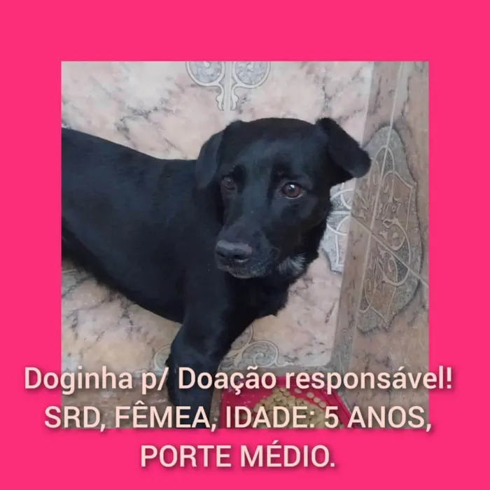 Cachorro ra a SRD-ViraLata idade 5 anos nome NEGUINHA