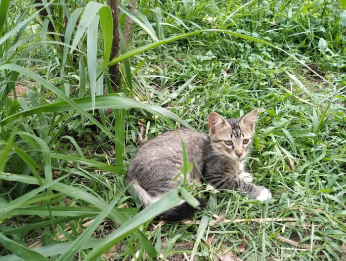 Gato ra a  idade 2 a 6 meses nome Felix