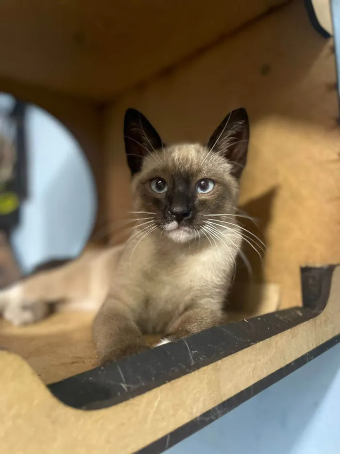 Gato ra a Siamesa idade 2 a 6 meses nome Plinio 