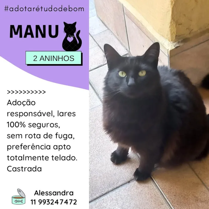 Gato ra a SRD-ViraLata idade 2 anos nome Manu