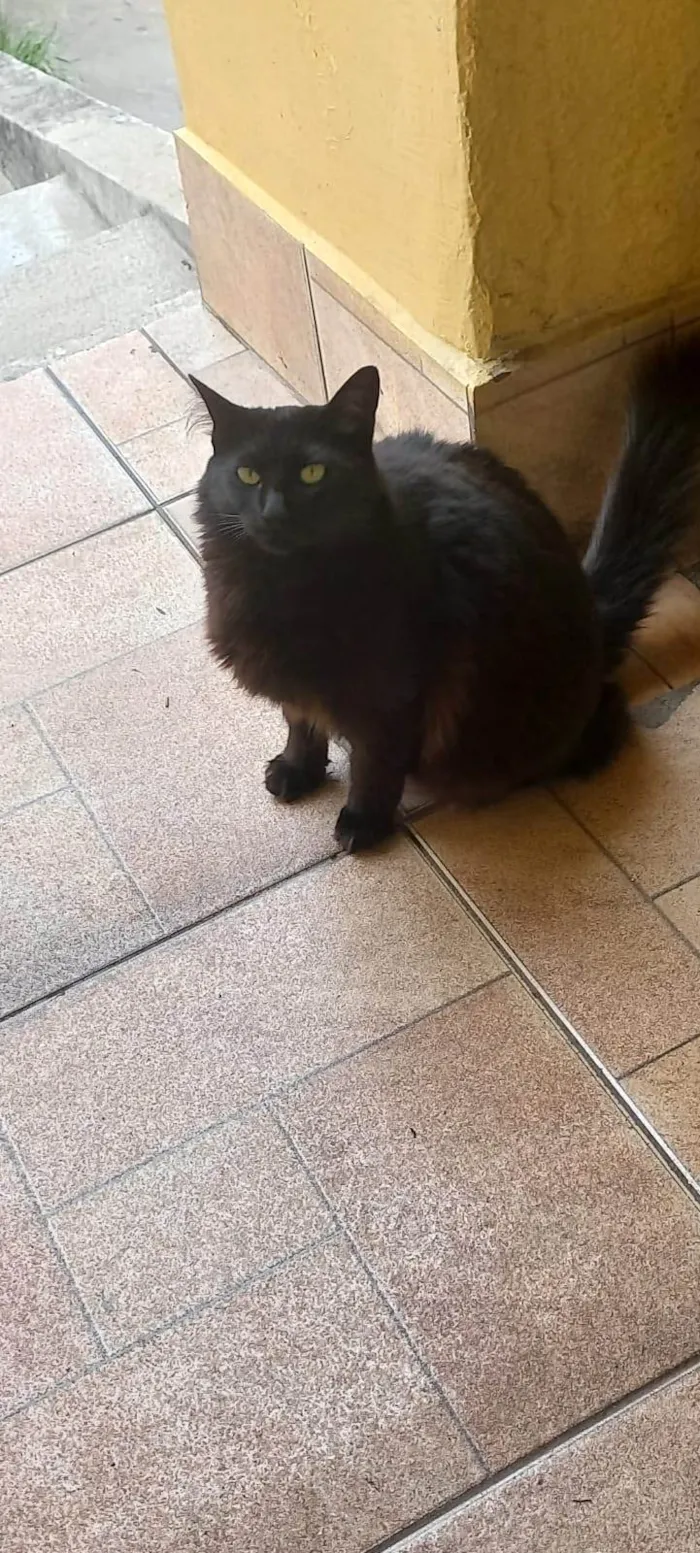 Gato ra a SRD-ViraLata idade 2 anos nome Manu