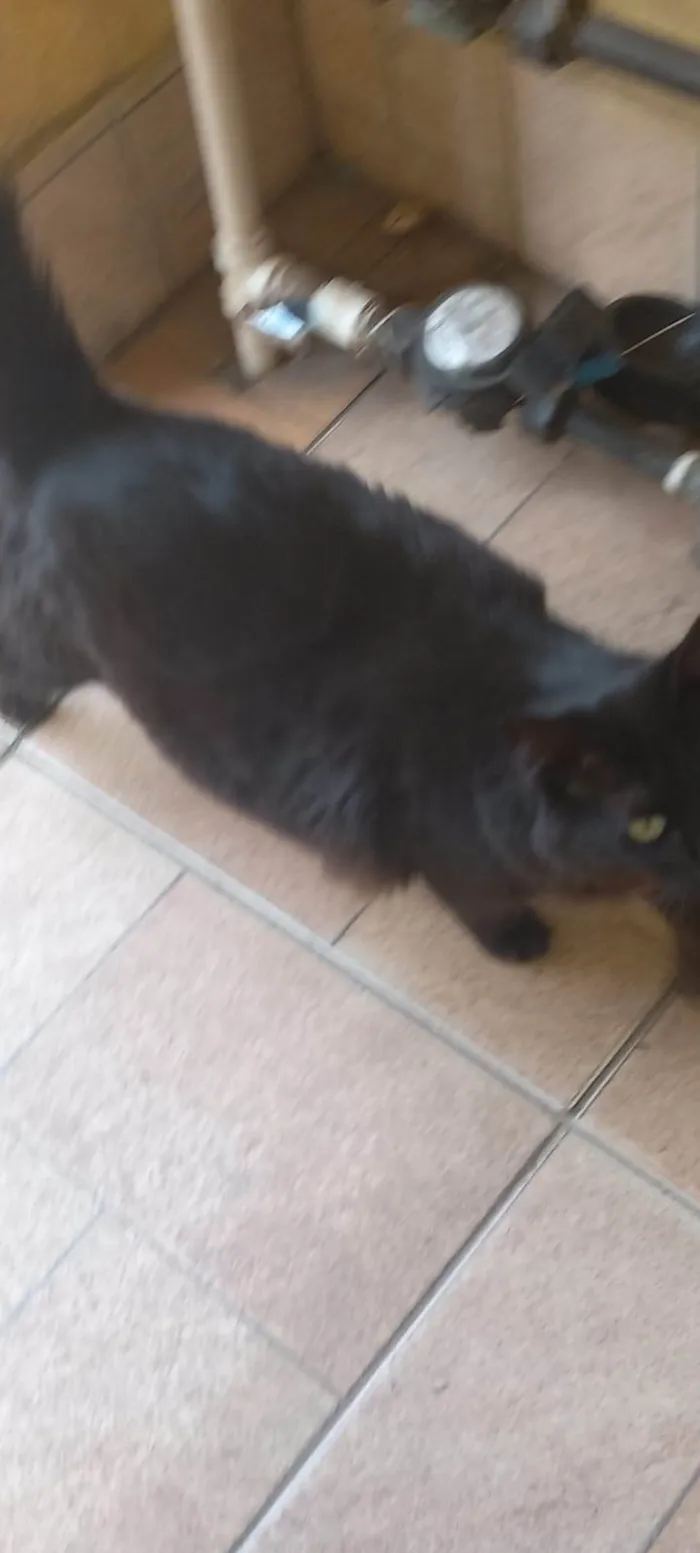 Gato ra a SRD-ViraLata idade 2 anos nome Manu