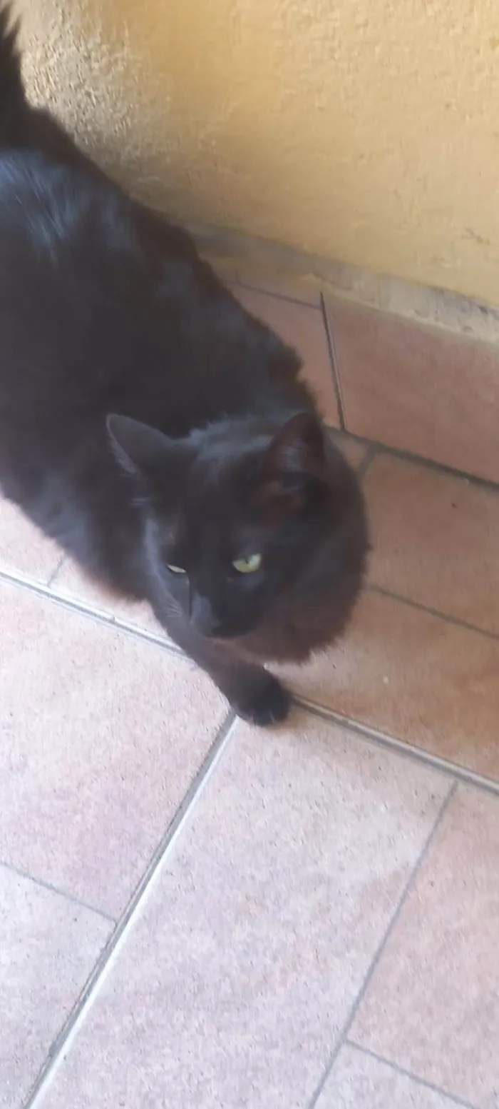 Gato ra a SRD-ViraLata idade 2 anos nome Manu