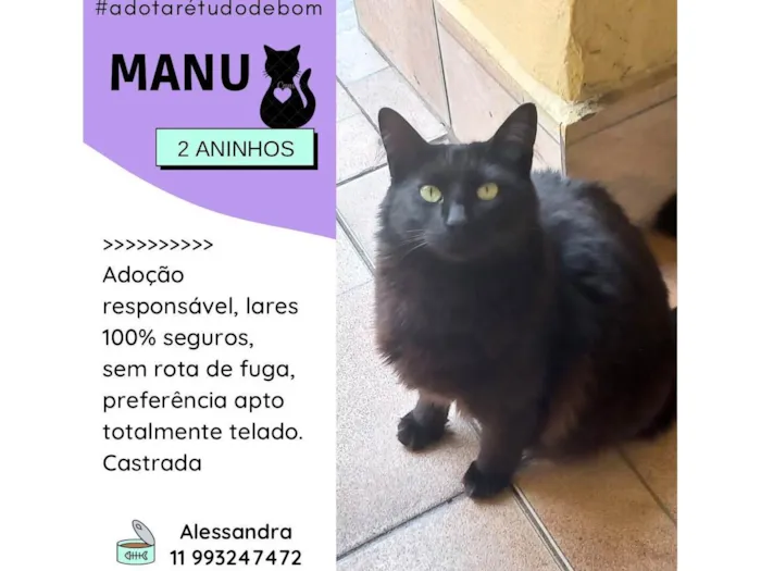 Gato ra a SRD-ViraLata idade 2 anos nome Manu