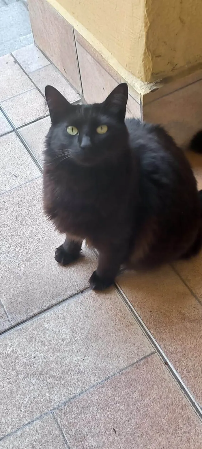 Gato ra a SRD-ViraLata idade 2 anos nome Manu