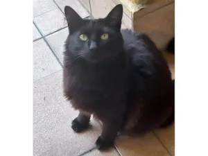 Gato raça SRD-ViraLata idade 2 anos nome Manu