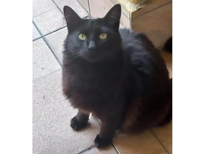 Gato ra a SRD-ViraLata idade 2 anos nome Manu
