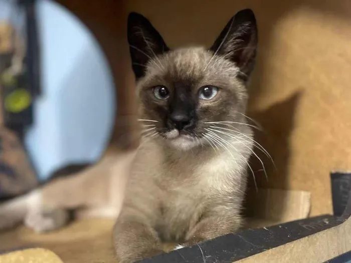 Gato ra a Siamesa idade 2 a 6 meses nome Plinio 