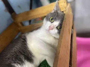 Gato raça Srd idade 1 ano nome Alfredo 