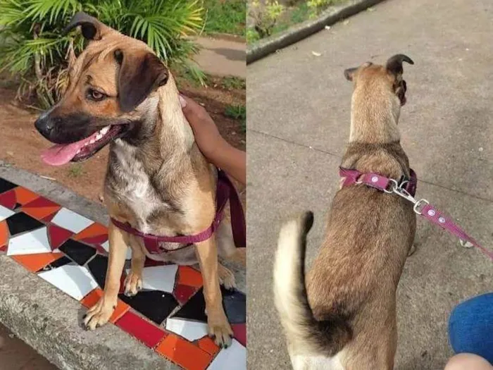 Cachorro ra a SRD-ViraLata idade 7 a 11 meses nome Pandora