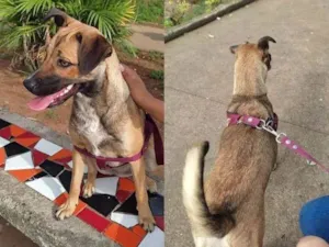Cachorro raça SRD-ViraLata idade 7 a 11 meses nome Pandora