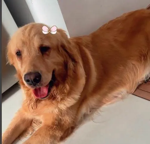 Cachorro ra a Golden Retriever idade 2 anos nome Pandora