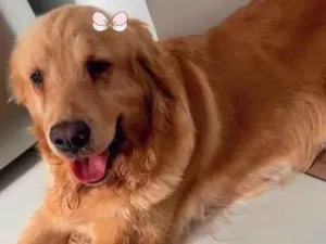 Cachorro raça Golden Retriever idade 2 anos nome Pandora