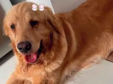 Cachorro ra a Golden Retriever idade 2 anos nome Pandora