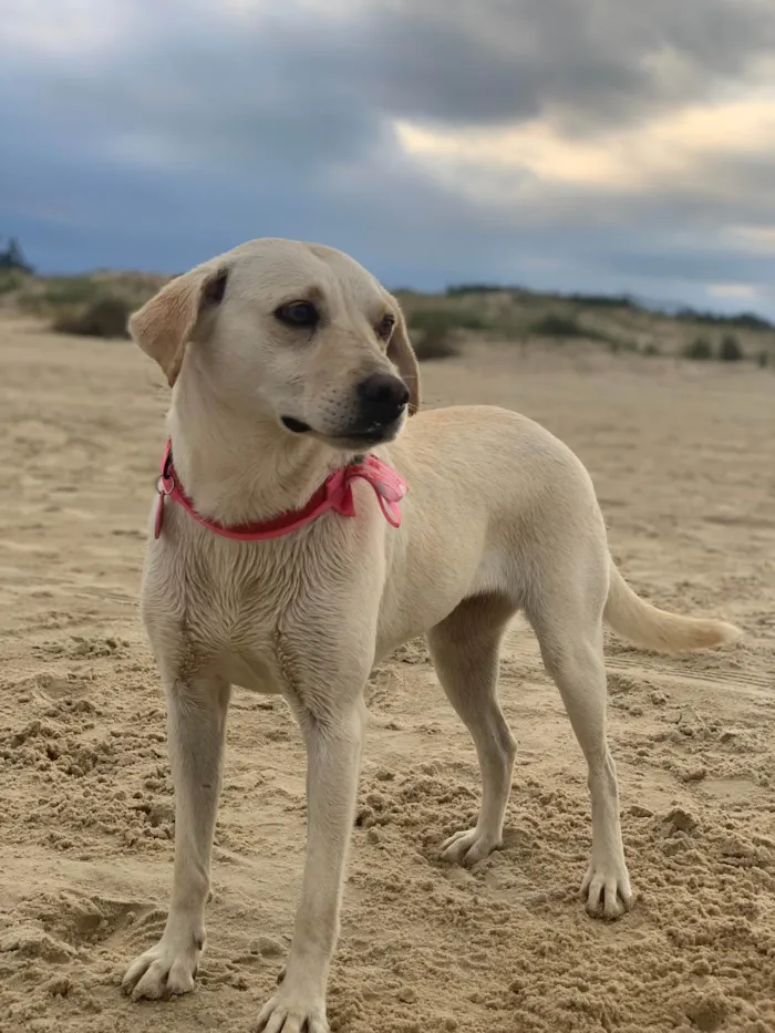 Cachorro ra a Labrador idade 2 anos nome Atena