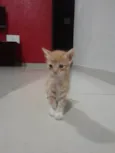 Tigrinho