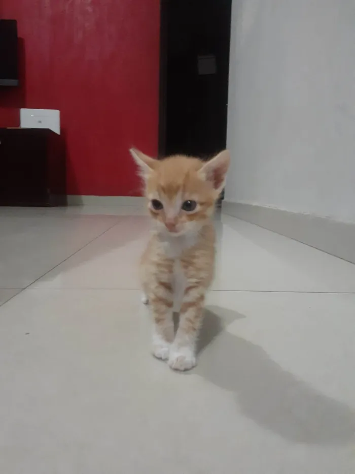 Gato ra a Vira lata idade Abaixo de 2 meses nome Tigrinho