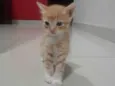 Tigrinho