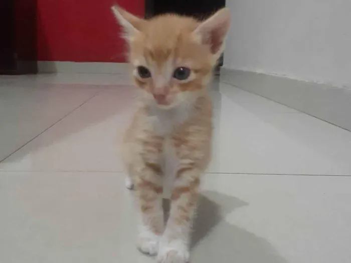Gato ra a Vira lata idade Abaixo de 2 meses nome Tigrinho