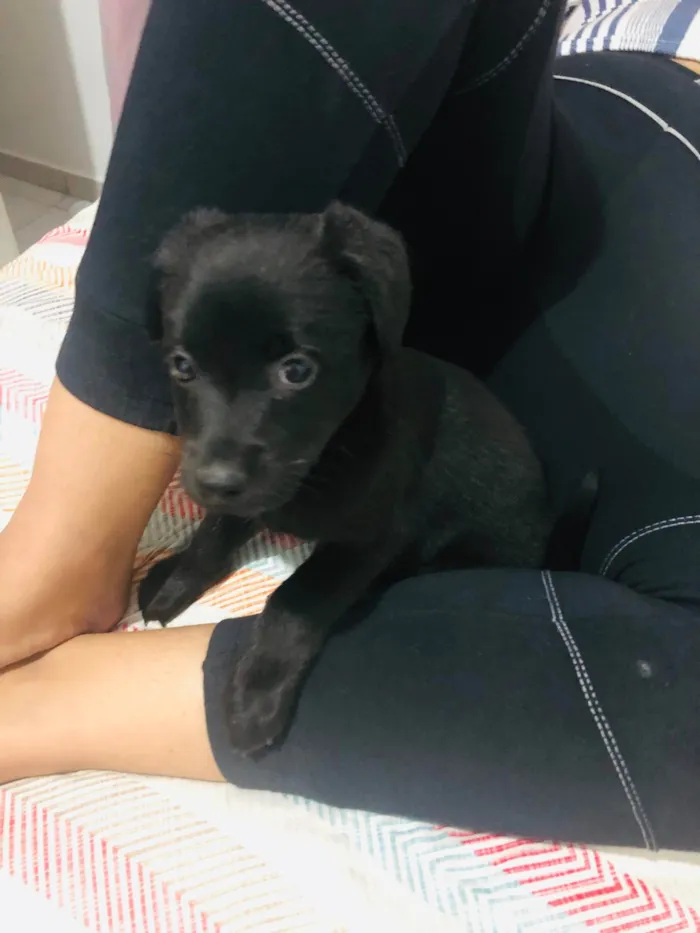 Cachorro ra a SRD-ViraLata idade Abaixo de 2 meses nome Trevinha 